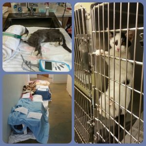 The Bend Spay & Neuter Project's Trap/Neuter/Return Program focuses on reducing feral cat colonies humanely.